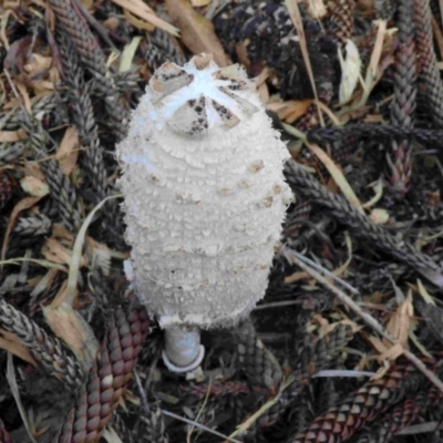 Coprinus comatus (Shaggy Ink Cap) at Bermagui, NSW - 13 Jun 2015 by robndane