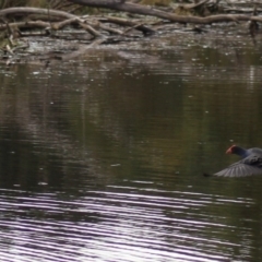 Porphyrio melanotus (Australasian Swamphen) at Pambula, NSW - 13 Jun 2015 by MichaelMcMaster