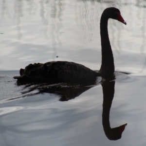 Cygnus atratus at Pambula, NSW - 14 Jun 2015 12:00 AM