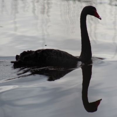 Cygnus atratus (Black Swan) at Pambula, NSW - 14 Jun 2015 by MichaelMcMaster