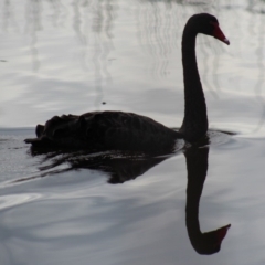 Cygnus atratus (Black Swan) at Pambula, NSW - 13 Jun 2015 by MichaelMcMaster