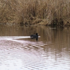 Fulica atra (Eurasian Coot) at Pambula, NSW - 13 Jun 2015 by MichaelMcMaster