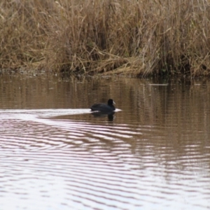 Fulica atra at Pambula, NSW - 14 Jun 2015