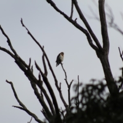 Elanus axillaris (Black-shouldered Kite) at Panboola - 13 Jun 2015 by MichaelMcMaster