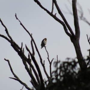 Elanus axillaris at Pambula, NSW - 14 Jun 2015 12:00 AM