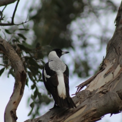 Gymnorhina tibicen (Australian Magpie) at Pambula, NSW - 13 Jun 2015 by MichaelMcMaster