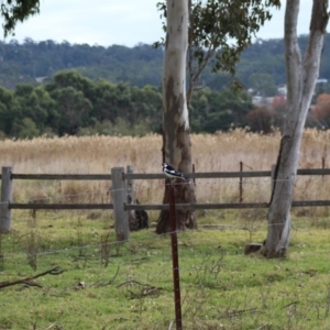 Grallina cyanoleuca at Pambula, NSW - 14 Jun 2015 12:00 AM