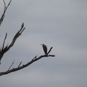 Egretta novaehollandiae at Pambula, NSW - 14 Jun 2015 12:00 AM