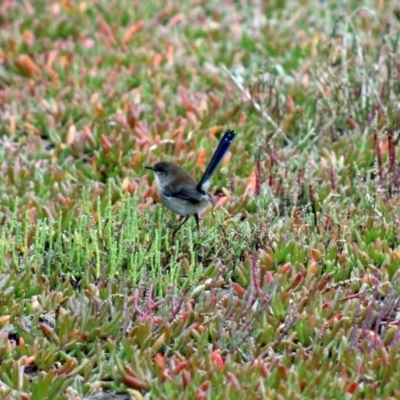 Malurus cyaneus (Superb Fairywren) at Ben Boyd National Park - 14 Jun 2015 by MichaelMcMaster