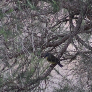 Eopsaltria australis at Pambula, NSW - 14 Jun 2015