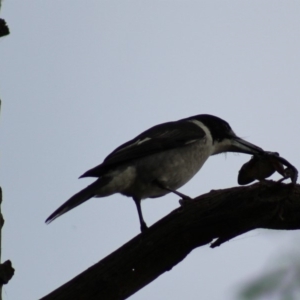 Cracticus torquatus at Pambula, NSW - 14 Jun 2015 12:00 AM