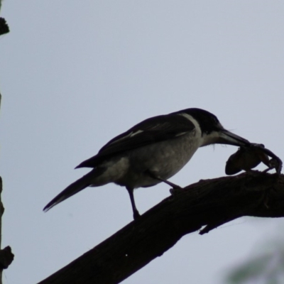 Cracticus torquatus (Grey Butcherbird) at Panboola - 14 Jun 2015 by MichaelMcMaster