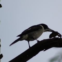 Cracticus torquatus (Grey Butcherbird) at Pambula, NSW - 13 Jun 2015 by MichaelMcMaster