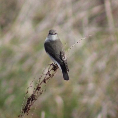 Microeca fascinans (Jacky Winter) at Panboola - 14 Jun 2015 by MichaelMcMaster