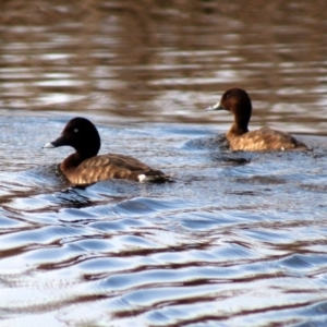 Aythya australis at Pambula, NSW - 14 Jun 2015