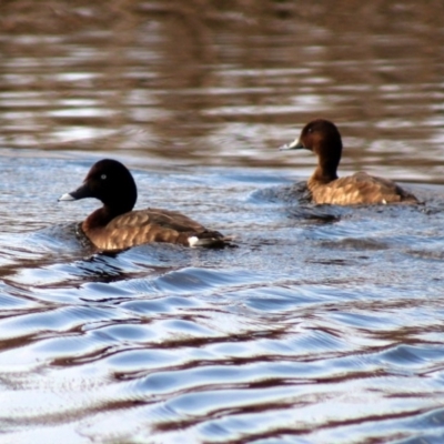 Aythya australis (Hardhead) at Panboola - 13 Jun 2015 by MichaelMcMaster