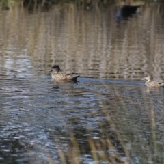 Anas gracilis (Grey Teal) at Pambula, NSW - 13 Jun 2015 by MichaelMcMaster