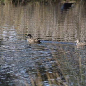 Anas gracilis at Pambula, NSW - 14 Jun 2015 12:00 AM