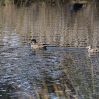 Anas gracilis (Grey Teal) at Panboola - 13 Jun 2015 by MichaelMcMaster