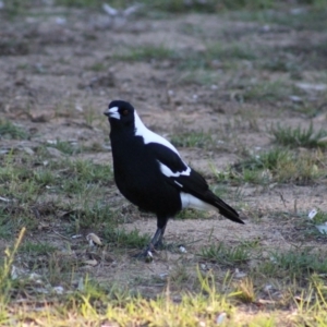 Gymnorhina tibicen at Tathra, NSW - 21 Jun 2015