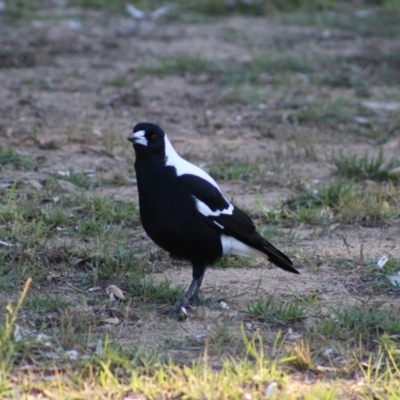 Gymnorhina tibicen (Australian Magpie) at Tathra, NSW - 21 Jun 2015 by MichaelMcMaster