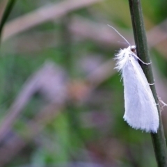 Tipanaea patulella (The White Crambid moth) at Wyndham, NSW - 11 Jul 2015 by NormClarke