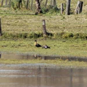 Tadorna tadornoides at Wallagoot, NSW - 19 Jul 2015 12:00 AM