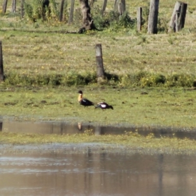 Tadorna tadornoides (Australian Shelduck) at Wallagoot, NSW - 18 Jul 2015 by PeterCollins