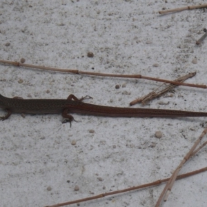 Saproscincus mustelinus at Bermagui, NSW - 27 Dec 2011