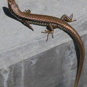 Eulamprus heatwolei at Bermagui, NSW - 17 Oct 2011