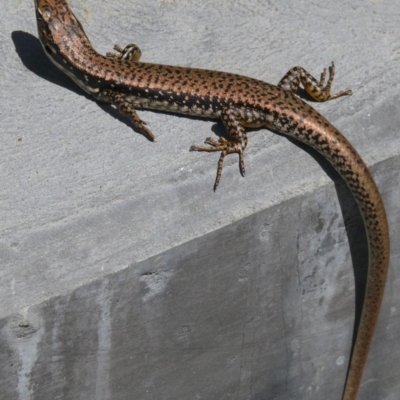 Eulamprus heatwolei (Yellow-bellied Water Skink) at Bermagui, NSW - 17 Oct 2011 by robndane