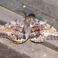 Chelepteryx collesi (White-stemmed Gum Moth) at Cuttagee, NSW - 28 May 2008 by robndane