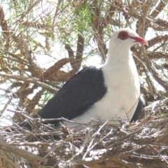 Columba leucomela (White-headed Pigeon) at Bermagui, NSW - 22 Jan 2009 by robndane