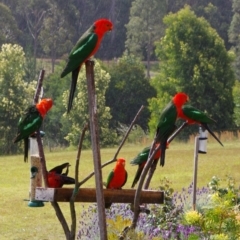 Alisterus scapularis (Australian King-Parrot) at Coolagolite, NSW - 15 Oct 2011 by robndane