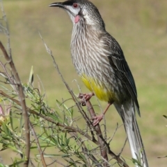 Anthochaera carunculata (Red Wattlebird) at Bermagui, NSW - 10 May 2010 by robndane