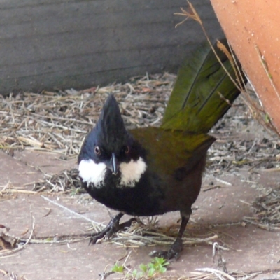 Psophodes olivaceus (Eastern Whipbird) at Bermagui, NSW - 28 Oct 2009 by robndane