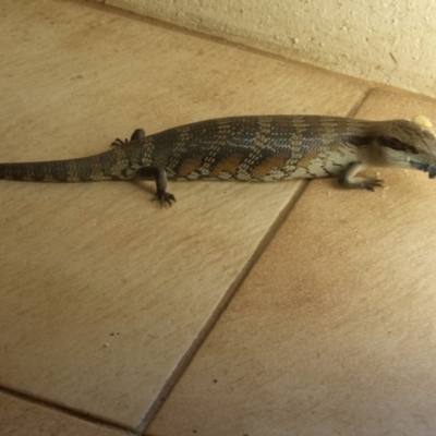 Tiliqua scincoides scincoides (Eastern Blue-tongue) at Bermagui, NSW - 15 Jan 2010 by robndane