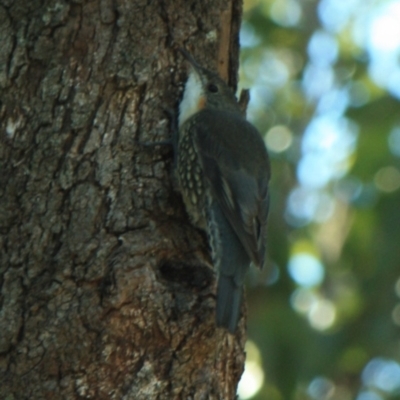 Cormobates leucophaea (White-throated Treecreeper) at Tathra Public School - 13 Apr 2012 by KerryVance