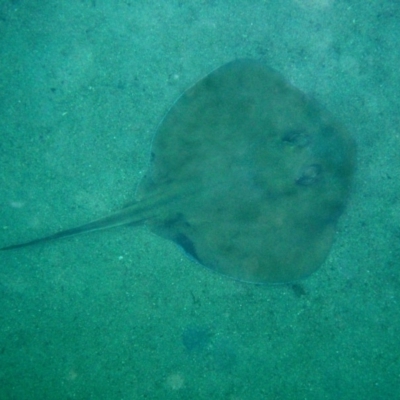 Trygonoptera testacea (Common Stingaree) at Bermagui, NSW - 24 Feb 2012 by robndane