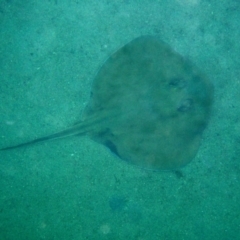 Trygonoptera testacea (Common Stingaree) at Bermagui, NSW - 23 Feb 2012 by robndane