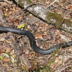 Pseudechis porphyriacus (Red-bellied Black Snake) at Bermagui, NSW - 19 Oct 2009 by robndane