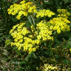 Senecio linearifolius (Fireweed Groundsel, Fireweed) at Bermagui, NSW - 22 Oct 2011 by robndane