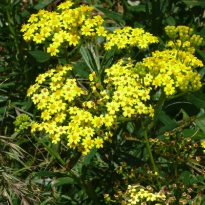 Senecio linearifolius (Fireweed Groundsel, Fireweed) at Bermagui, NSW - 23 Oct 2011 by robndane