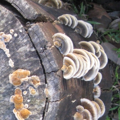 Trametes versicolor (Turkey Tail) at Cuttagee, NSW - 24 Feb 2012 by robndane