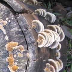 Trametes versicolor (Turkey Tail) at Cuttagee, NSW - 23 Feb 2012 by robndane