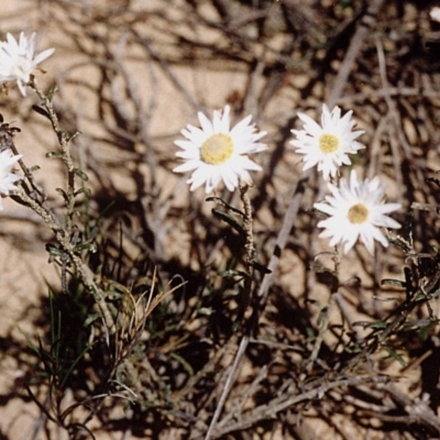 Argentipallium obtusifolium (Blunt Everlasting) at Ben Boyd National Park - 17 Sep 2008 by robndane