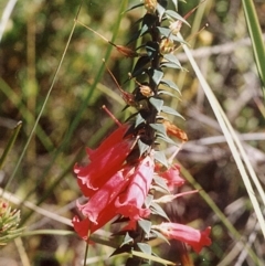 Epacris impressa (Common Heath) at Ben Boyd National Park - 17 Sep 2008 by robndane