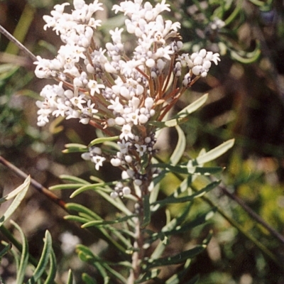 Conospermum taxifolium (Variable Smoke-bush) at Ben Boyd National Park - 17 Feb 2008 by robndane