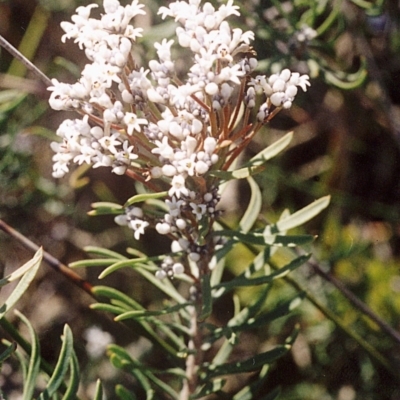Conospermum taxifolium (Variable Smoke-bush) at Ben Boyd National Park - 16 Feb 2008 by robndane