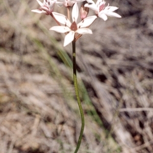 Burchardia umbellata at Green Cape, NSW - 17 Sep 2008